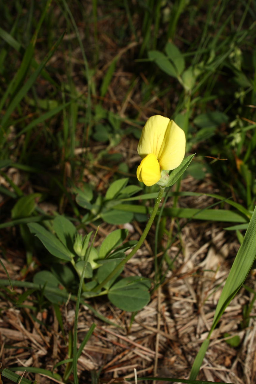 Sanbuco (CN) : Lotus maritimus